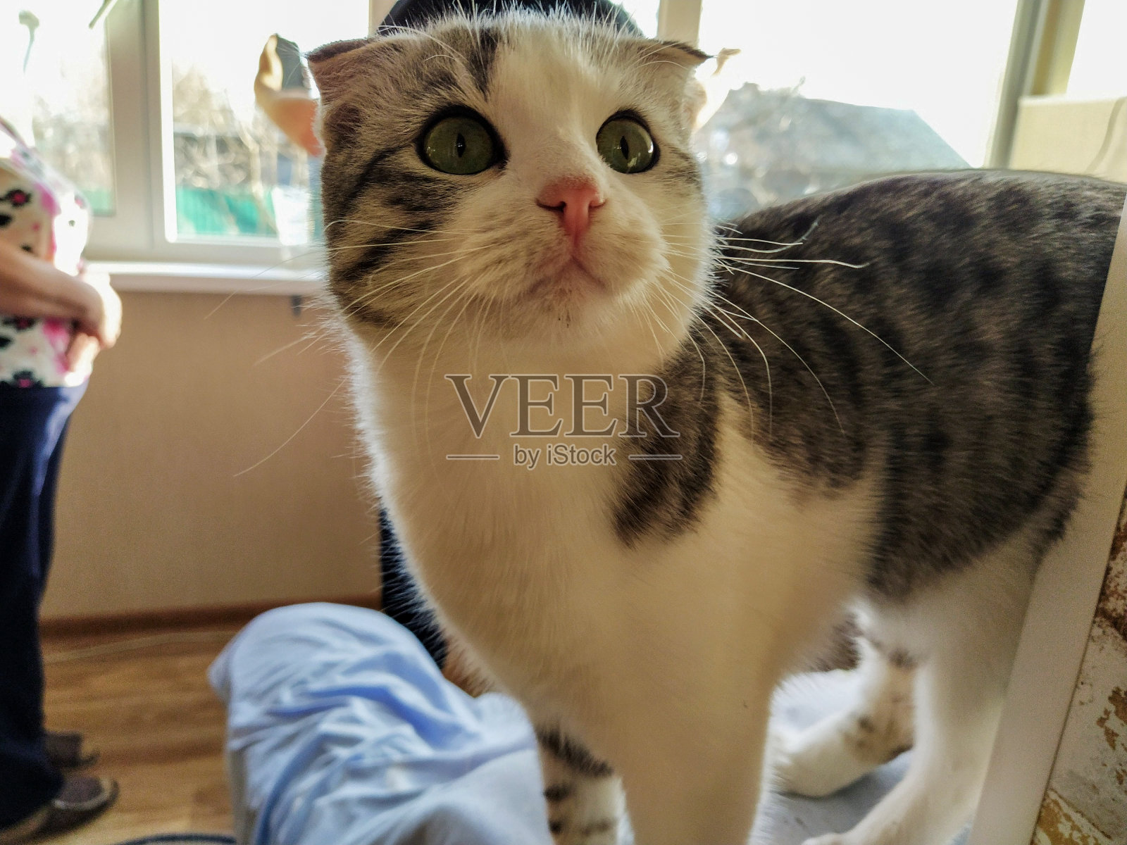 美丽的苏格兰折耳在家里，选择性的聚焦照片摄影图片