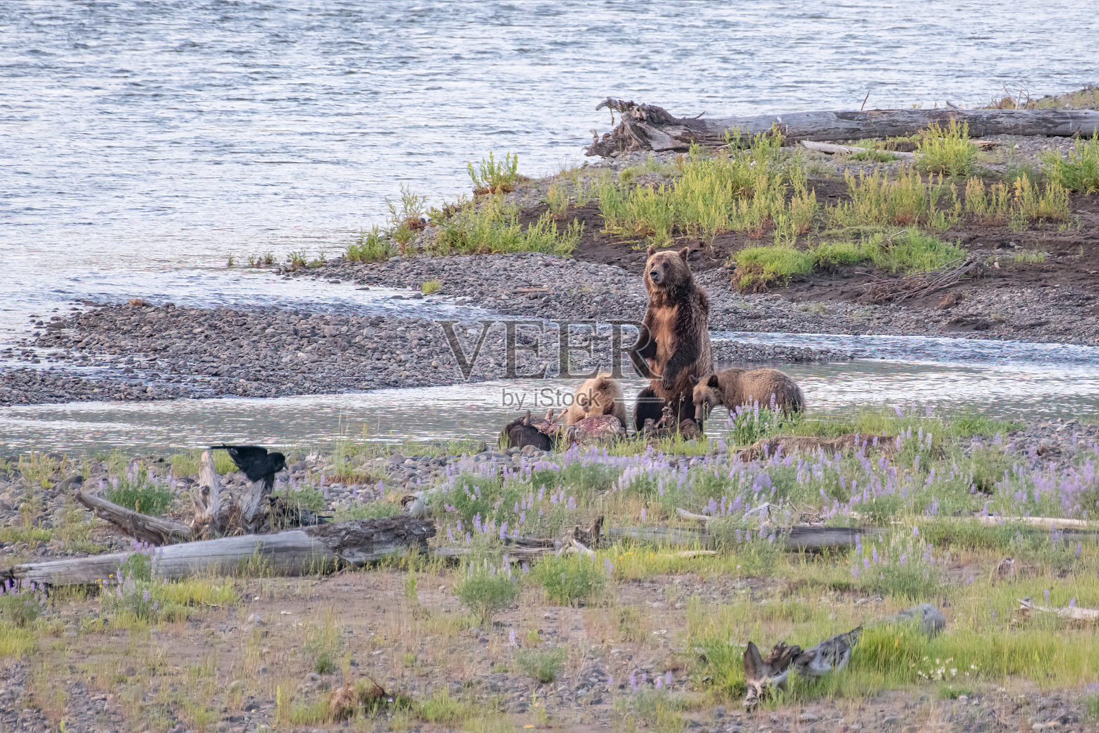 站立的灰熊和小熊照片摄影图片