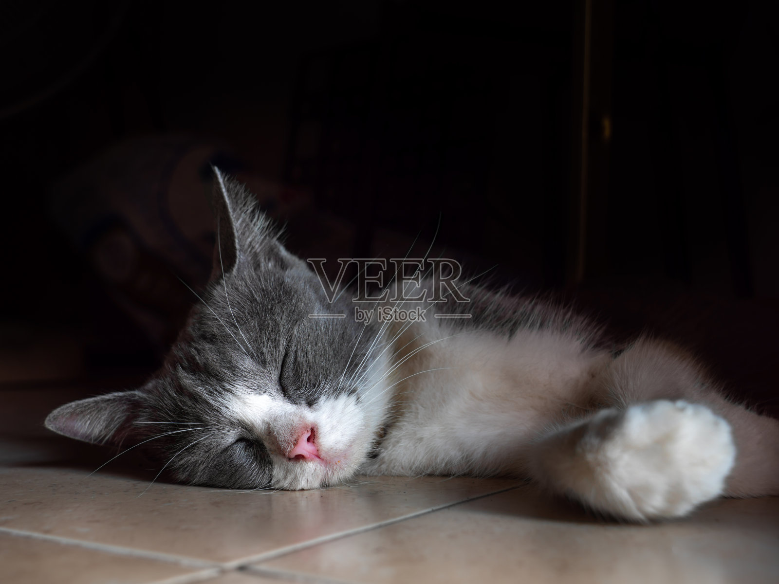 灰猫躺在瓷砖地板上照片摄影图片