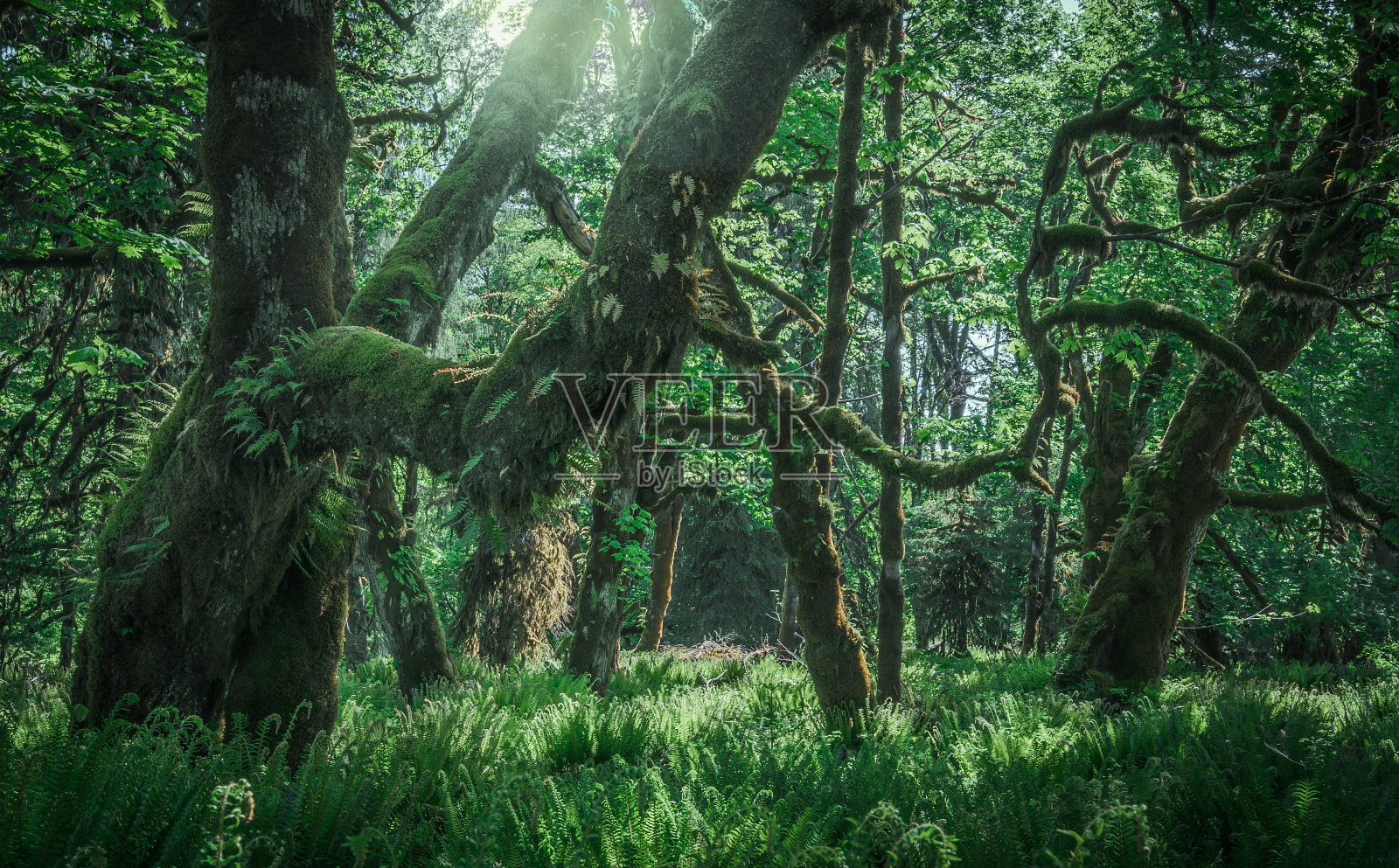 温哥华岛上的原始森林照片摄影图片