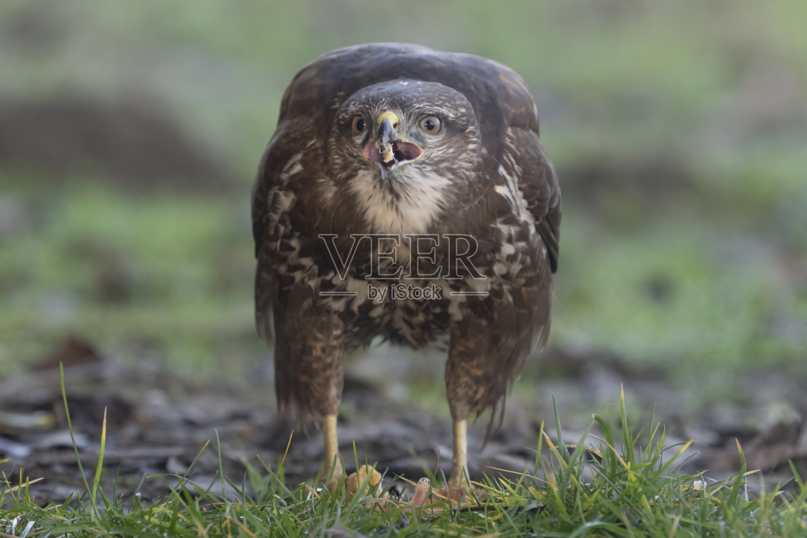 吃猎物的欧亚秃鹰照片摄影图片