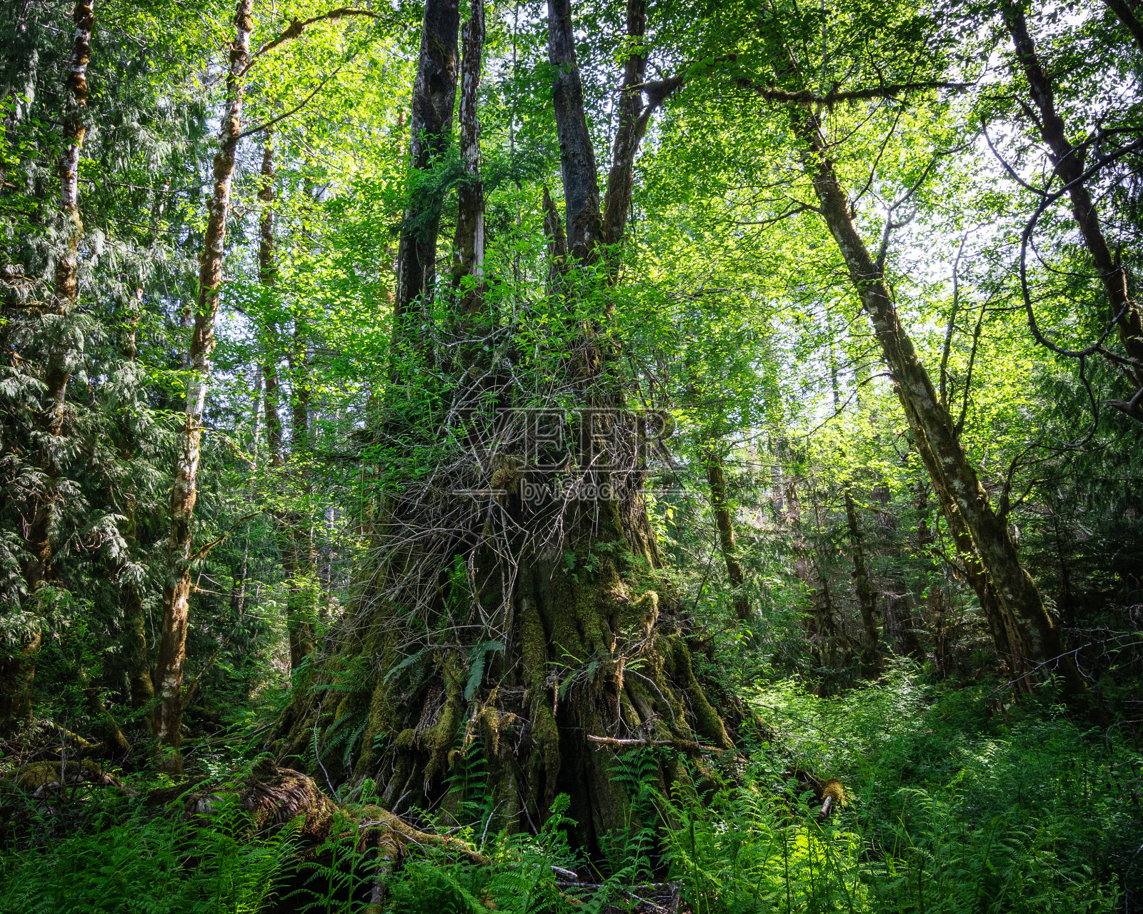 温哥华岛上的原始森林照片摄影图片