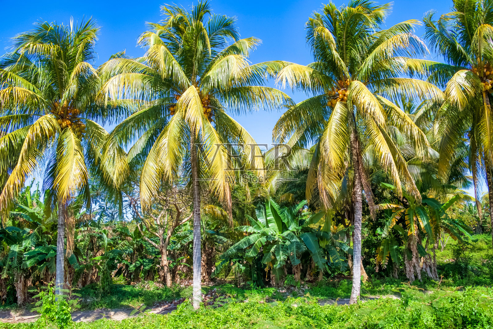 三个椰子树照片摄影图片