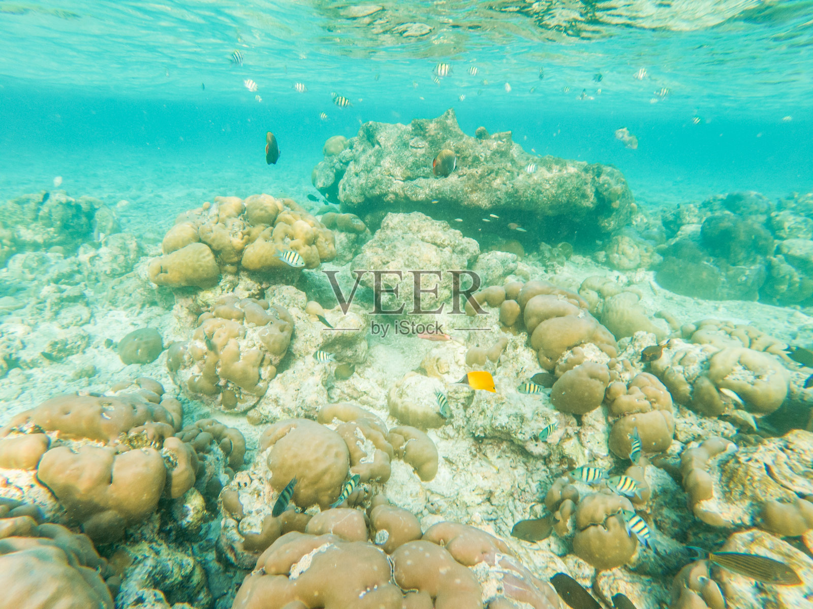 水下拍摄的马尔代夫的蓝色泻湖和珊瑚照片摄影图片