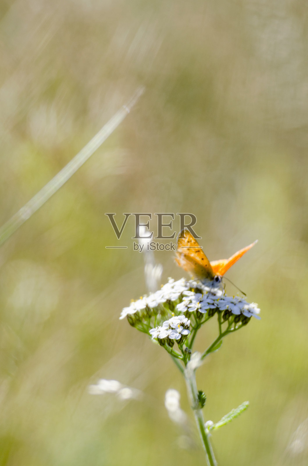 野生森林，树木，植物和花卉。这样的景观对自然、生物多样性和气候变化都有好处照片摄影图片
