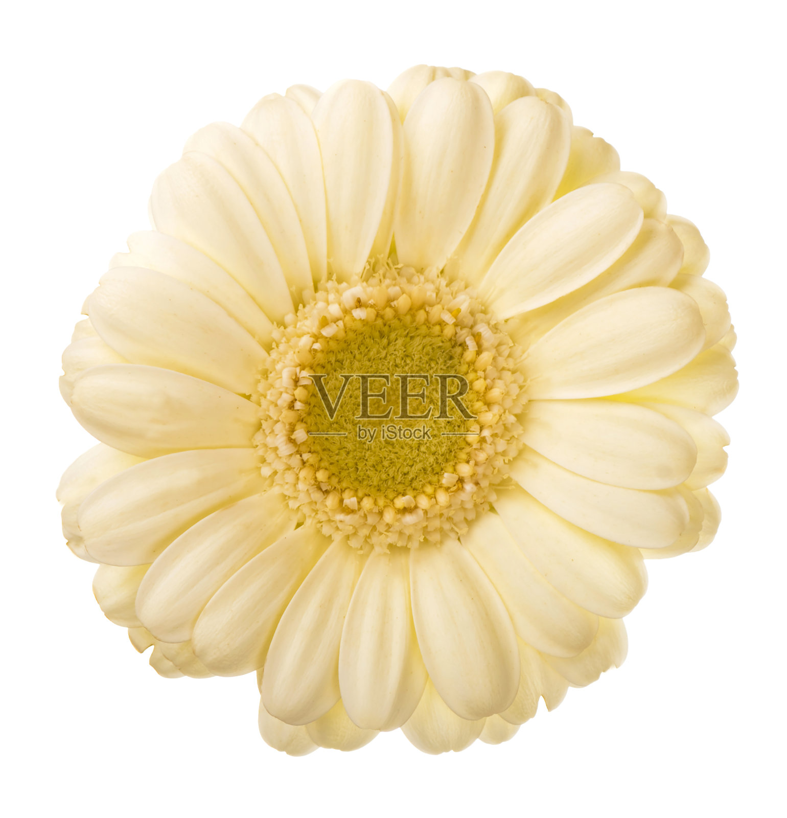 非洲菊的花。孤立在白色背景非洲菊花关闭照片摄影图片