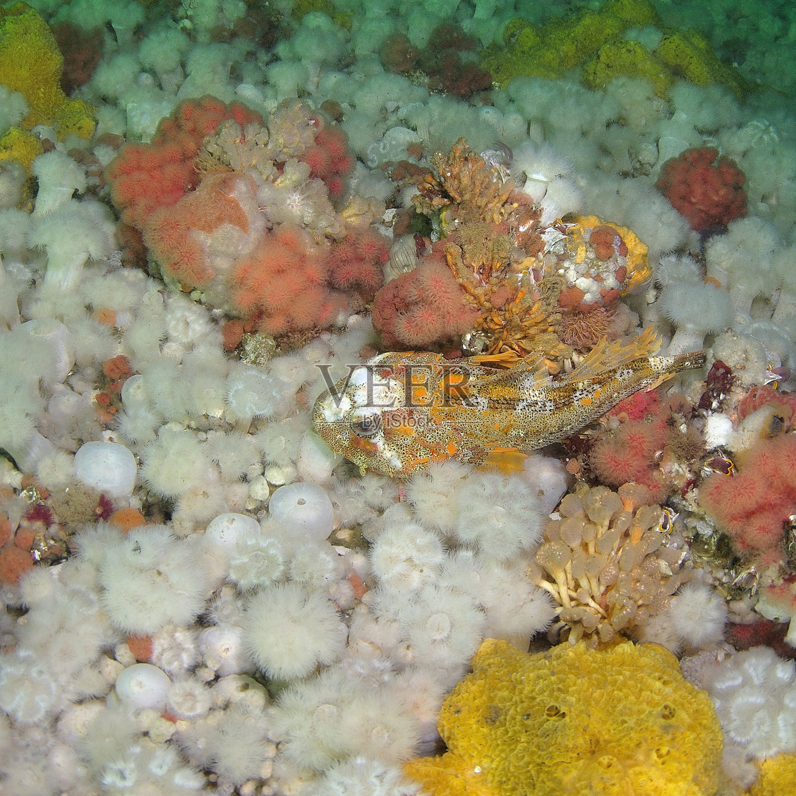 爱尔兰勋爵照片摄影图片