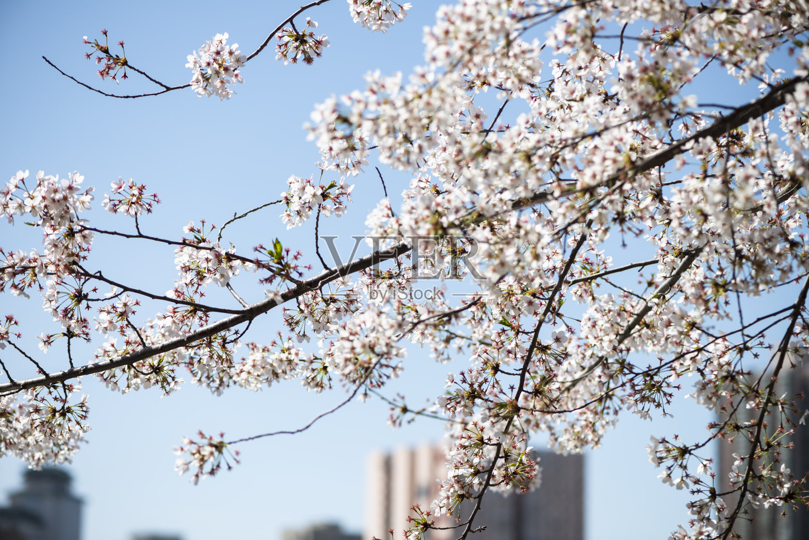 樱花樱花照片摄影图片