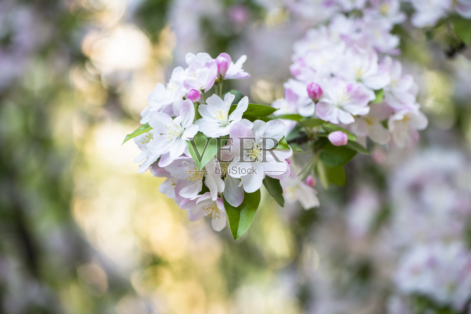 樱花樱花照片摄影图片