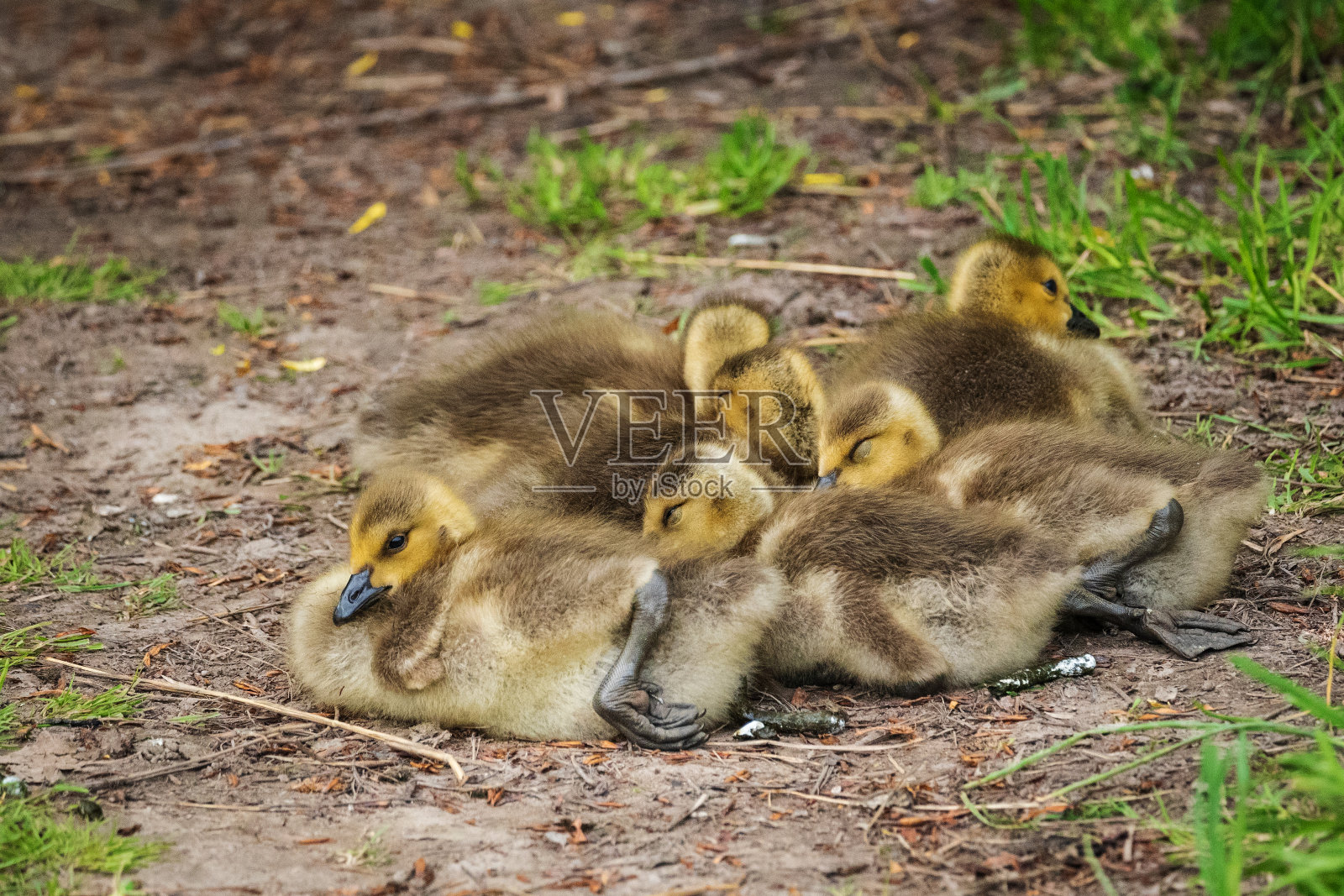 小鸭照片摄影图片