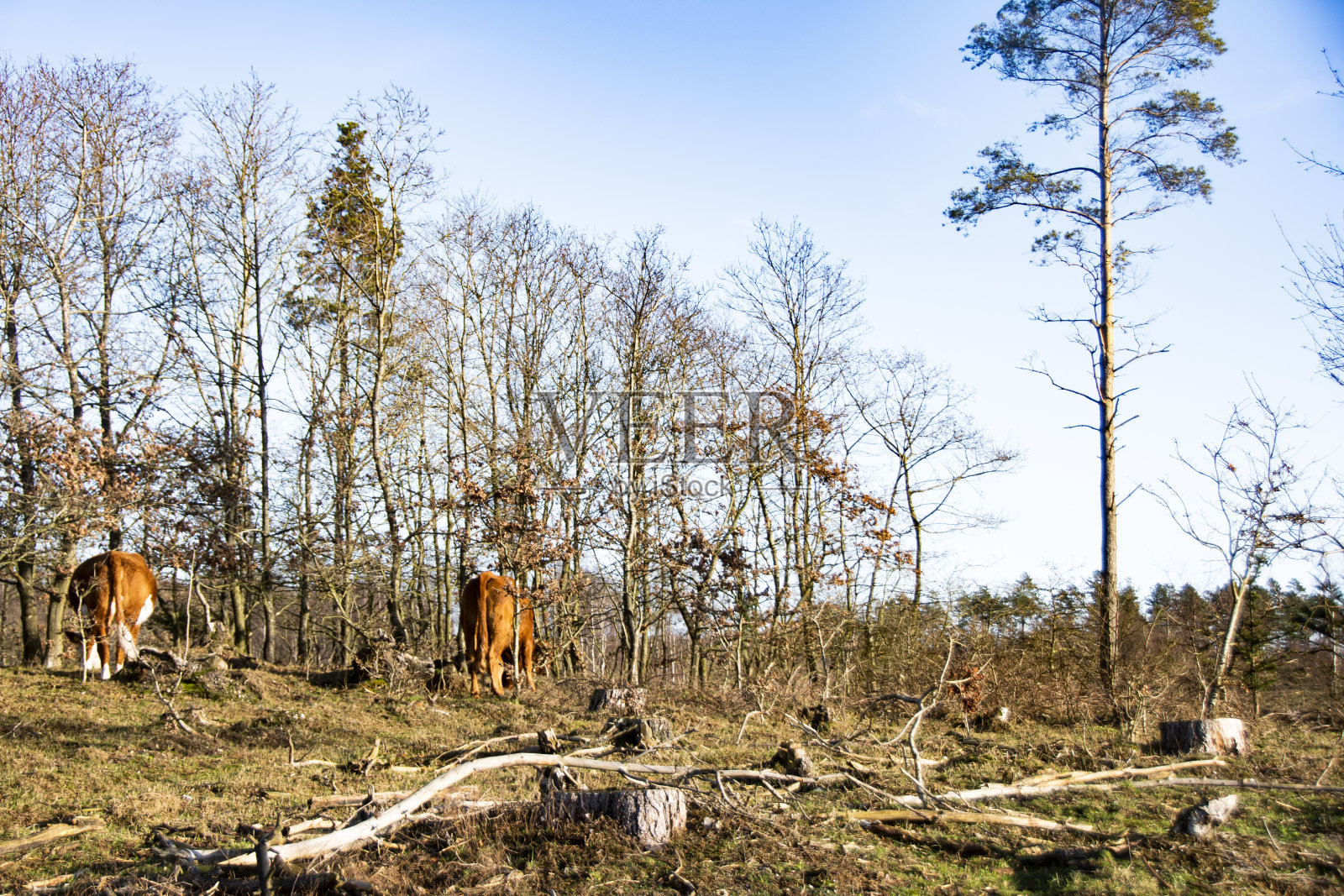 野生森林，树木，植物和花卉。这样的景观对自然、生物多样性和气候变化都有好处照片摄影图片