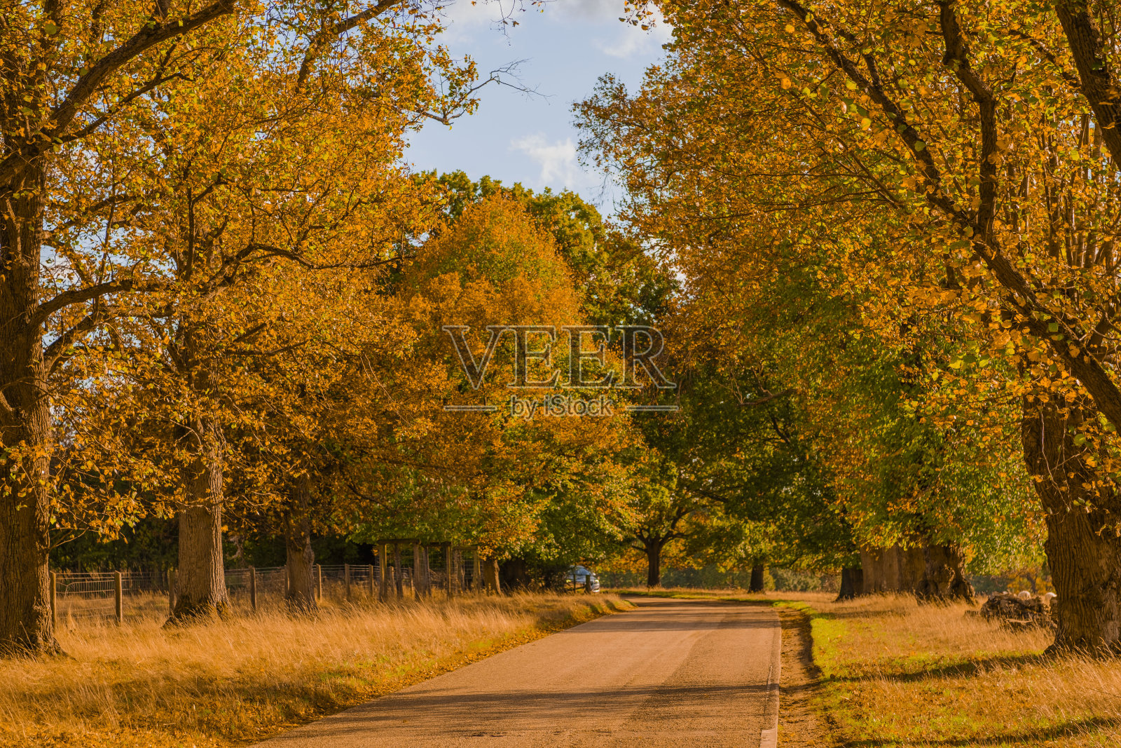秋日散步步道秋日户外自然景观环境优美照片摄影图片