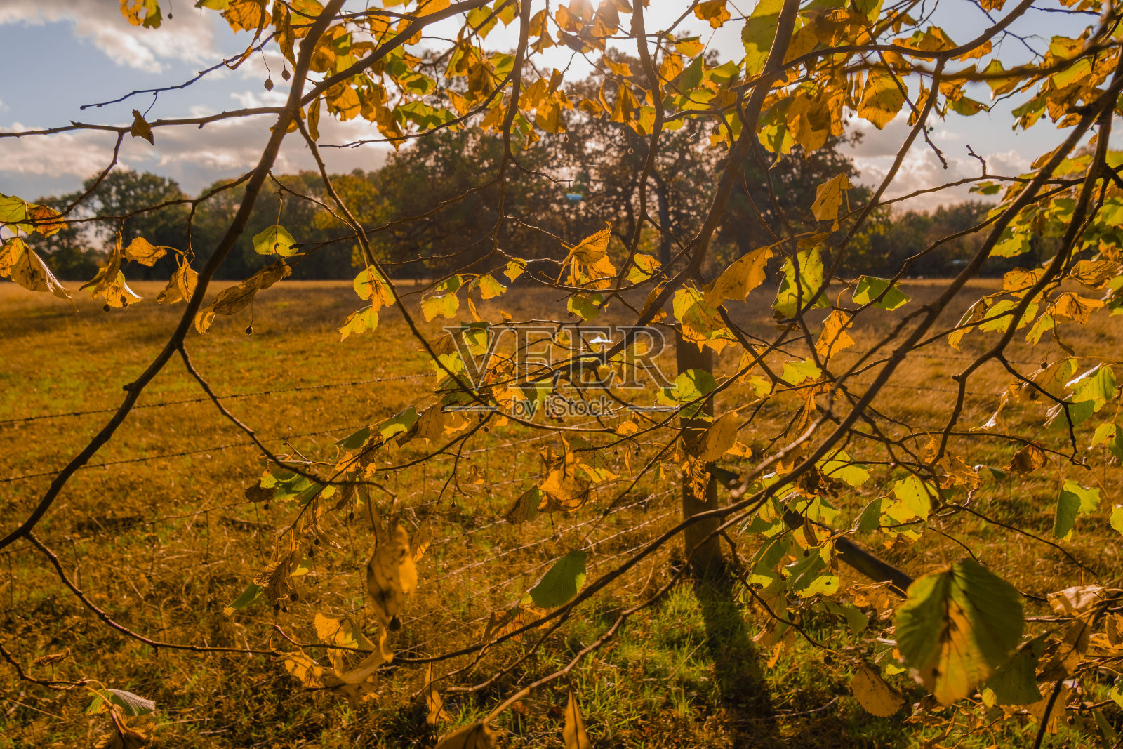 秋日散步步道秋日户外自然景观环境优美照片摄影图片