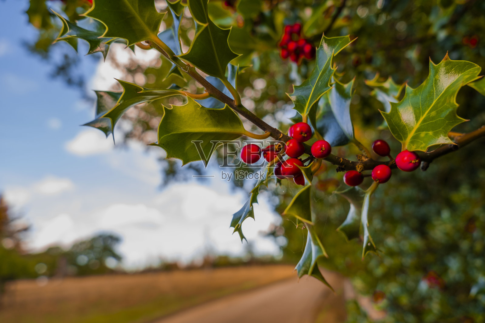 秋日散步步道秋日户外自然景观环境优美照片摄影图片