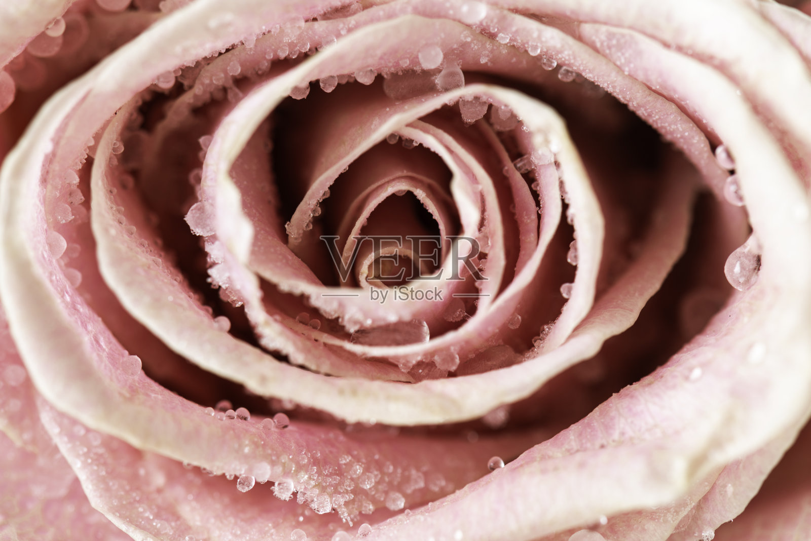 粉色玫瑰照片摄影图片