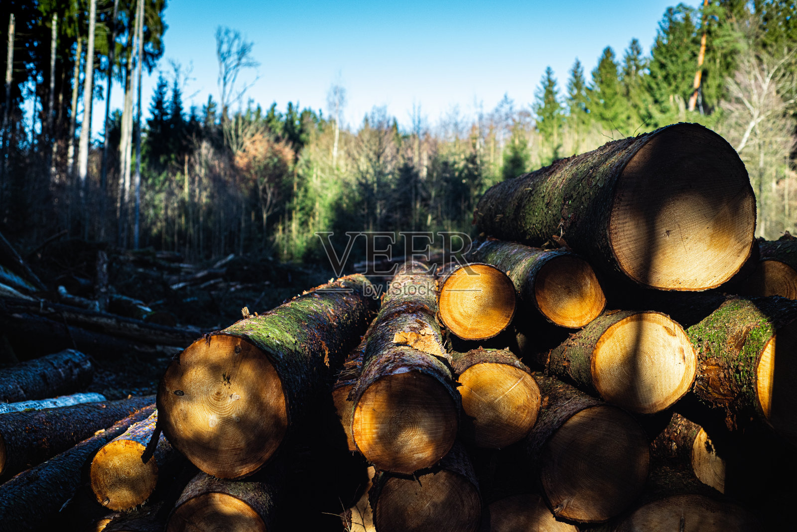 森林里的一个原木桩照片摄影图片