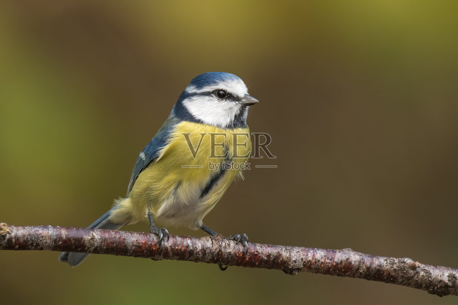 欧亚蓝山雀(青山雀)照片摄影图片