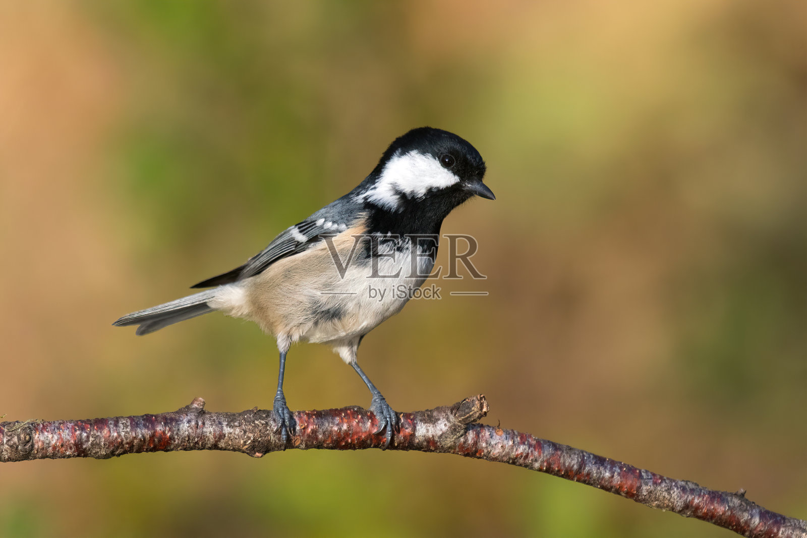 煤山雀或油菜山雀照片摄影图片
