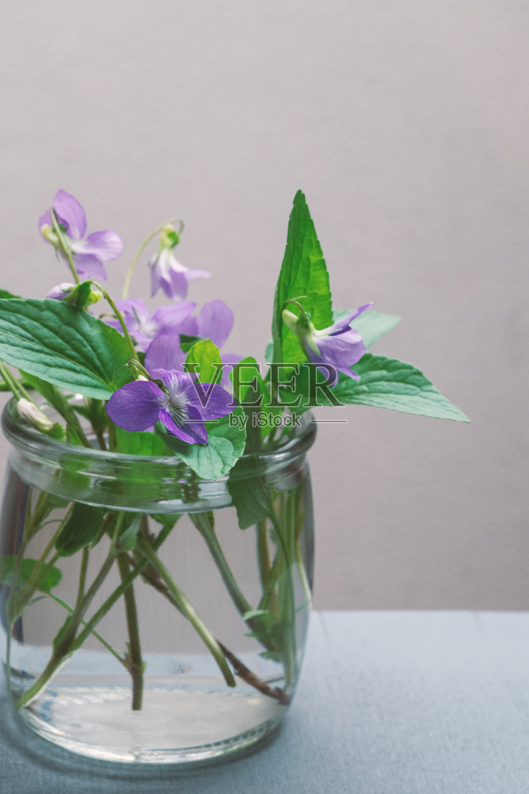 森林紫(Viola odorata)紫色紫罗兰花在水杯照片摄影图片