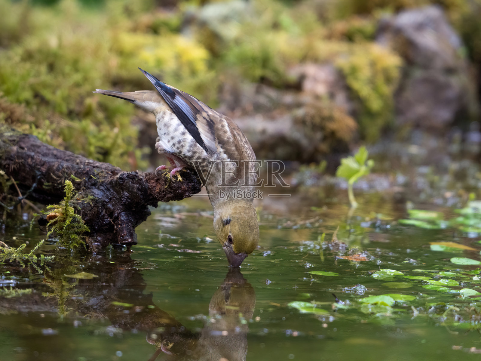 (咯咯笑)照片摄影图片