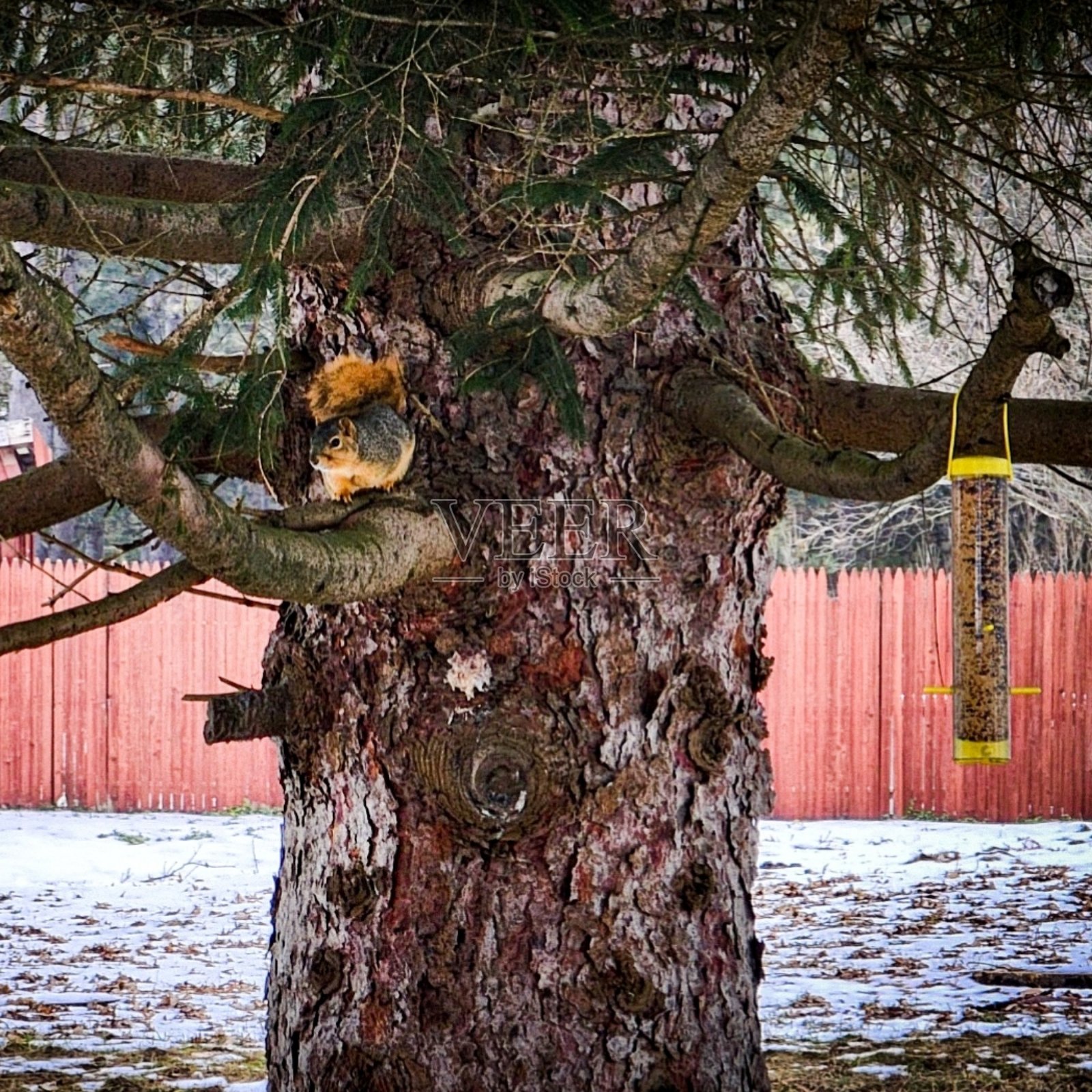 树枝上的松鼠照片摄影图片