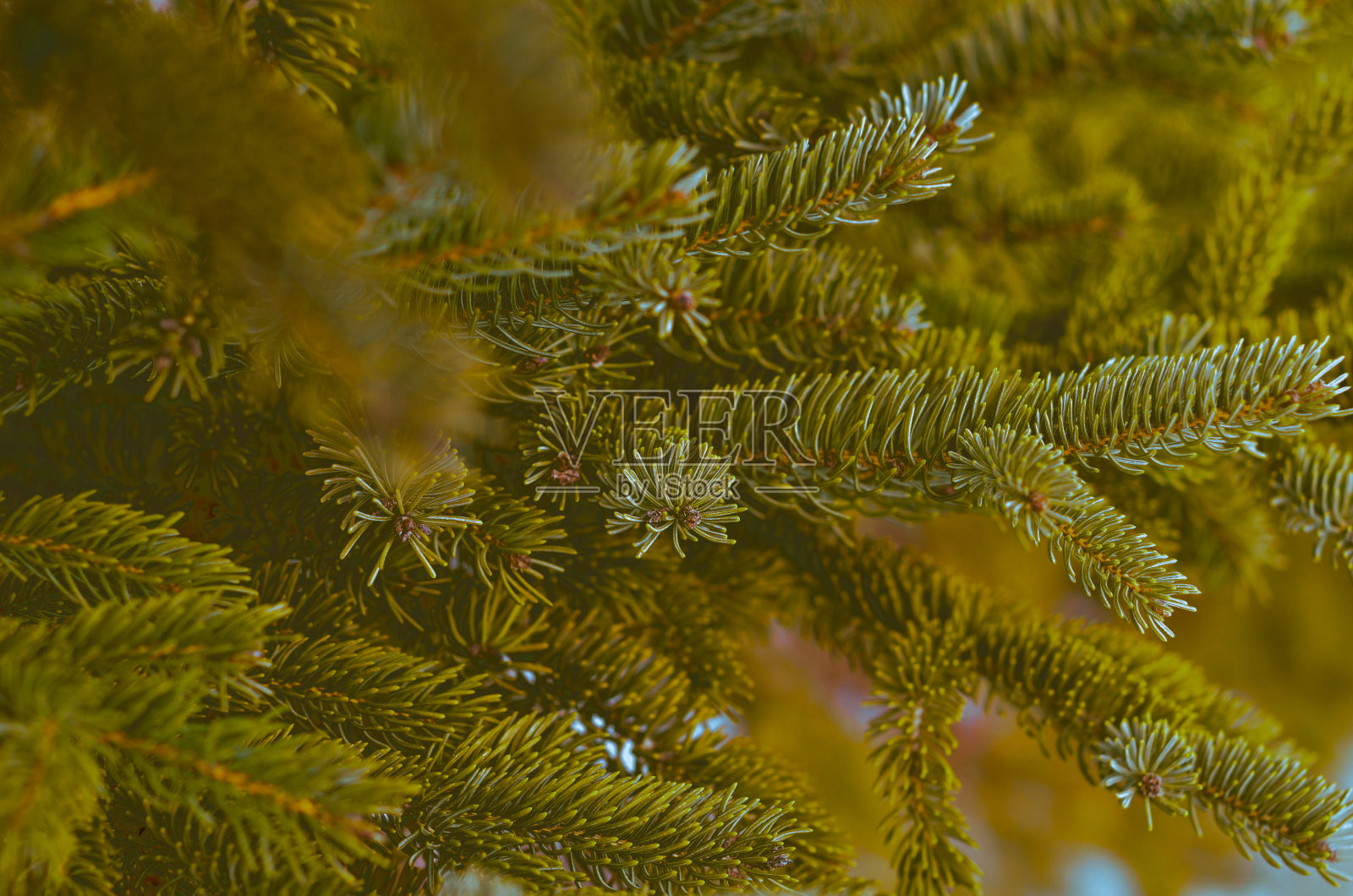 冬天的松树照片摄影图片