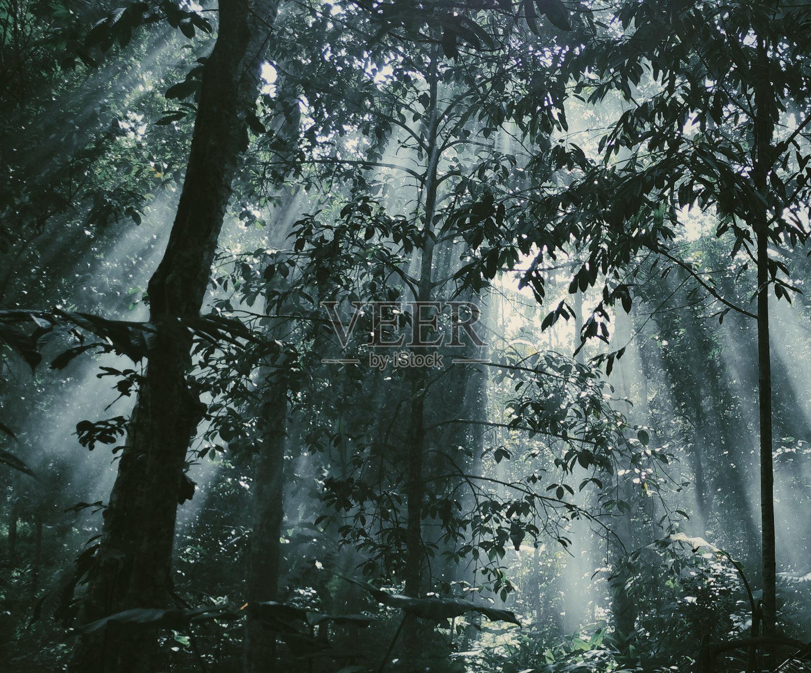 阳光的偏斜是如此美丽照片摄影图片