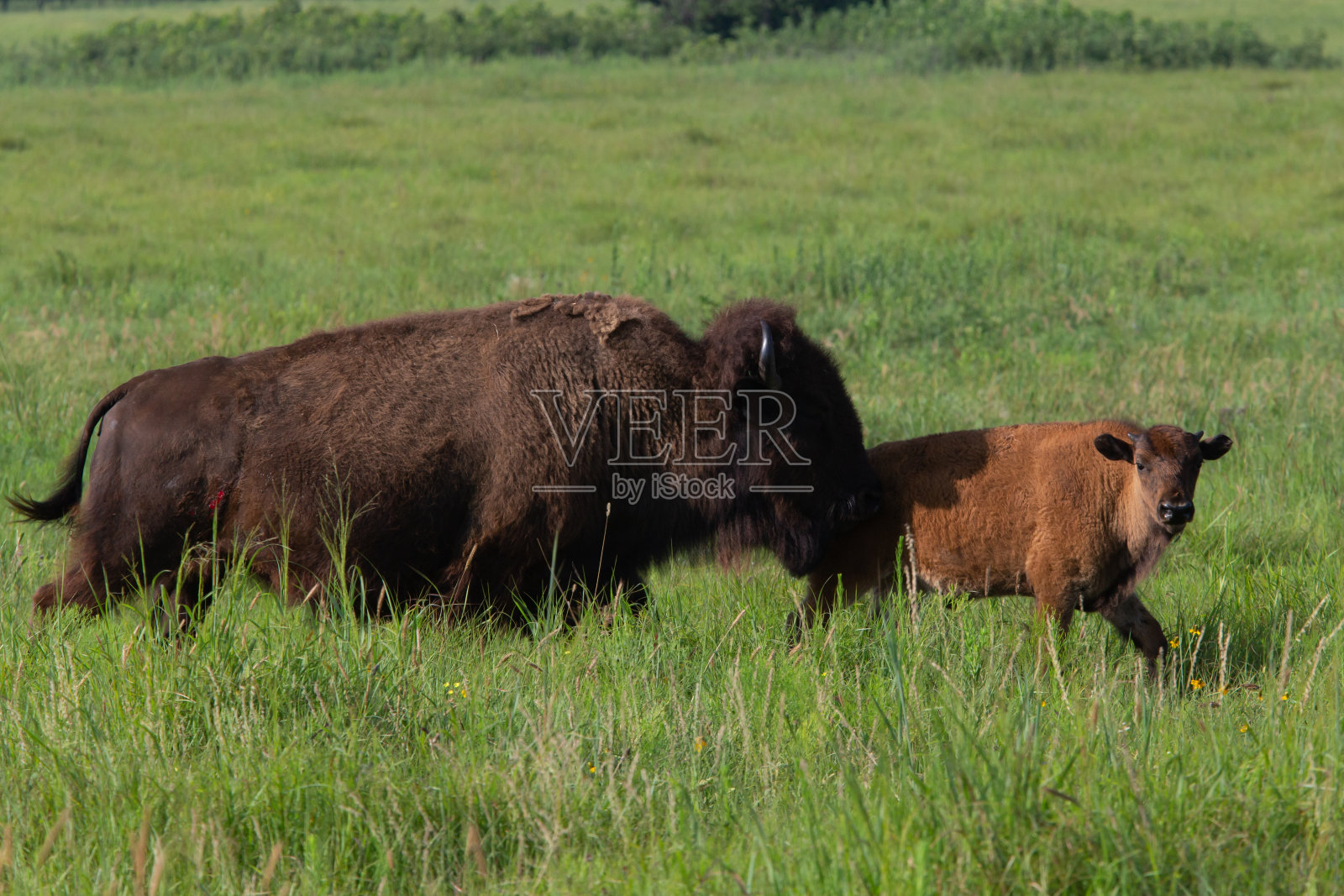 野牛照片摄影图片