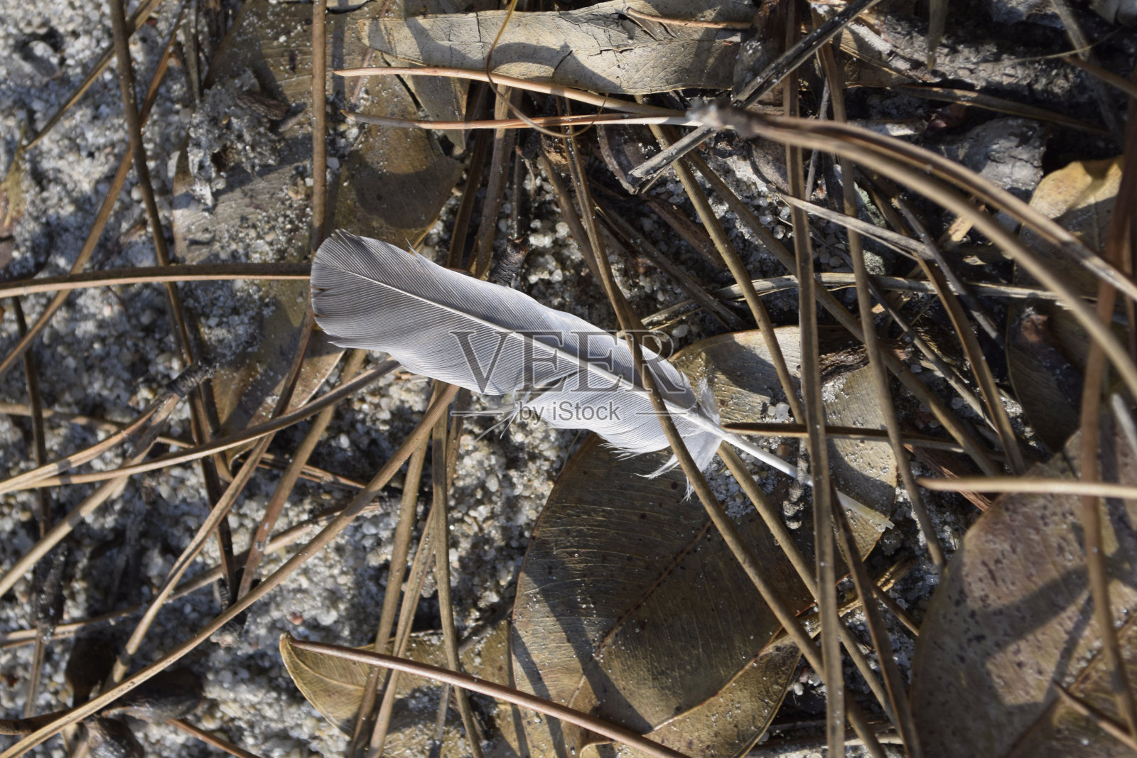 羽毛在树枝照片摄影图片