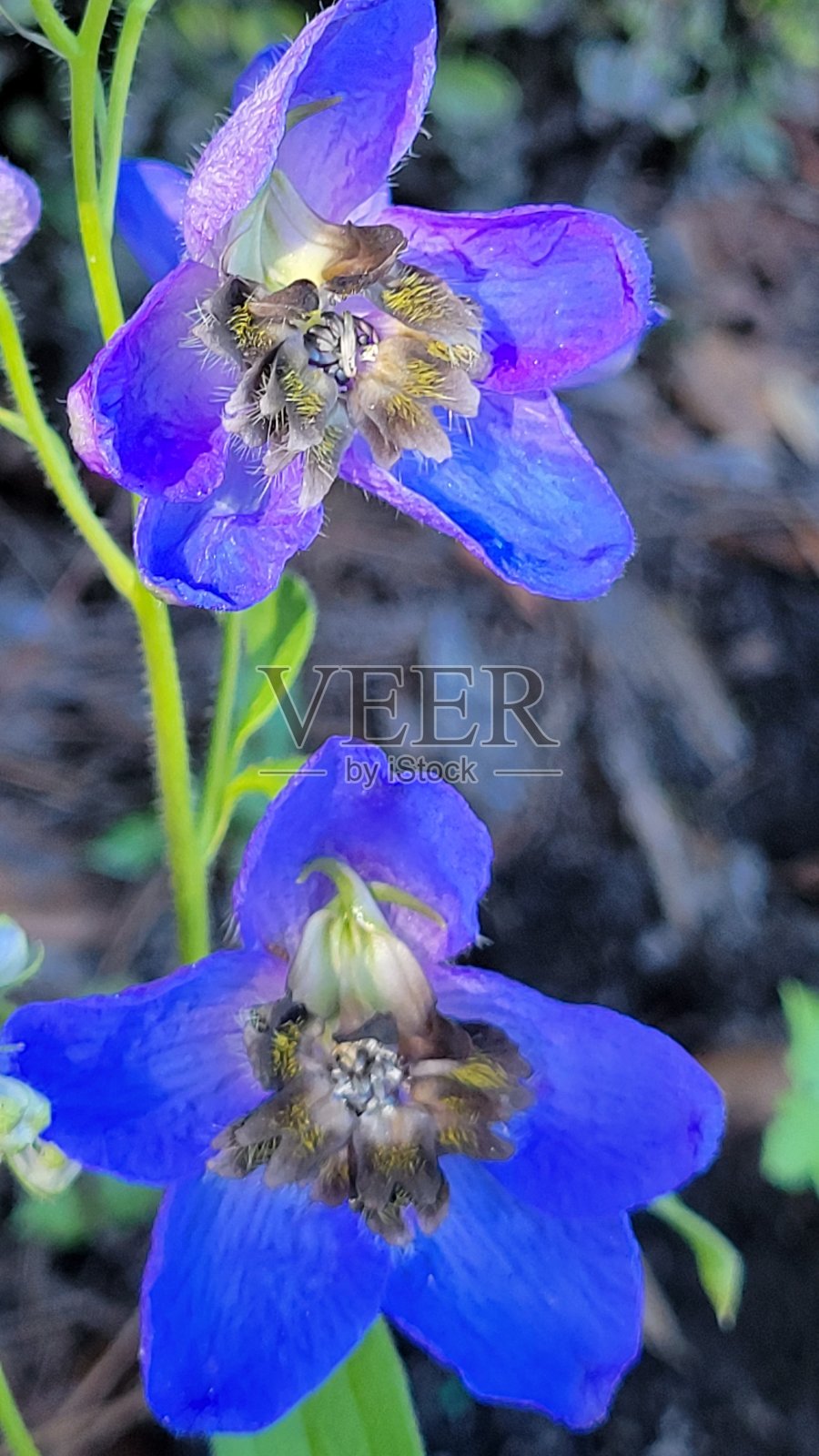 令人欣慰的是,自然照片摄影图片