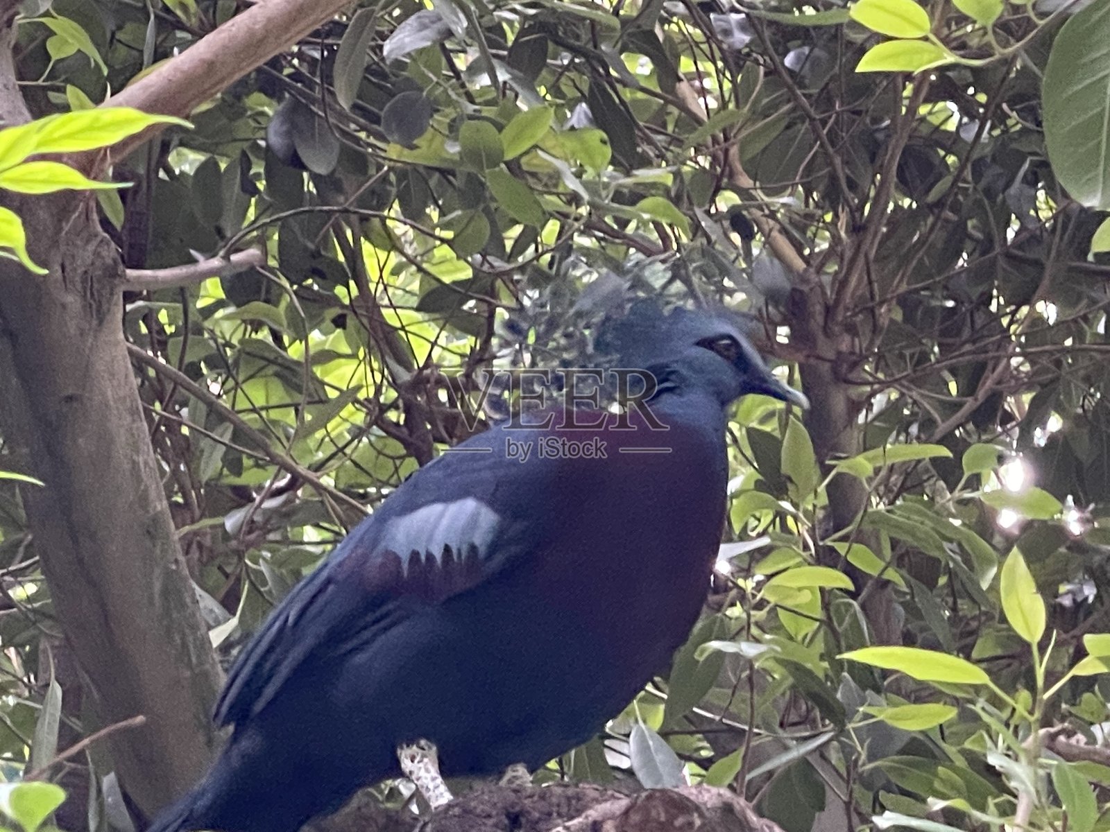 大鸟在树枝上照片摄影图片