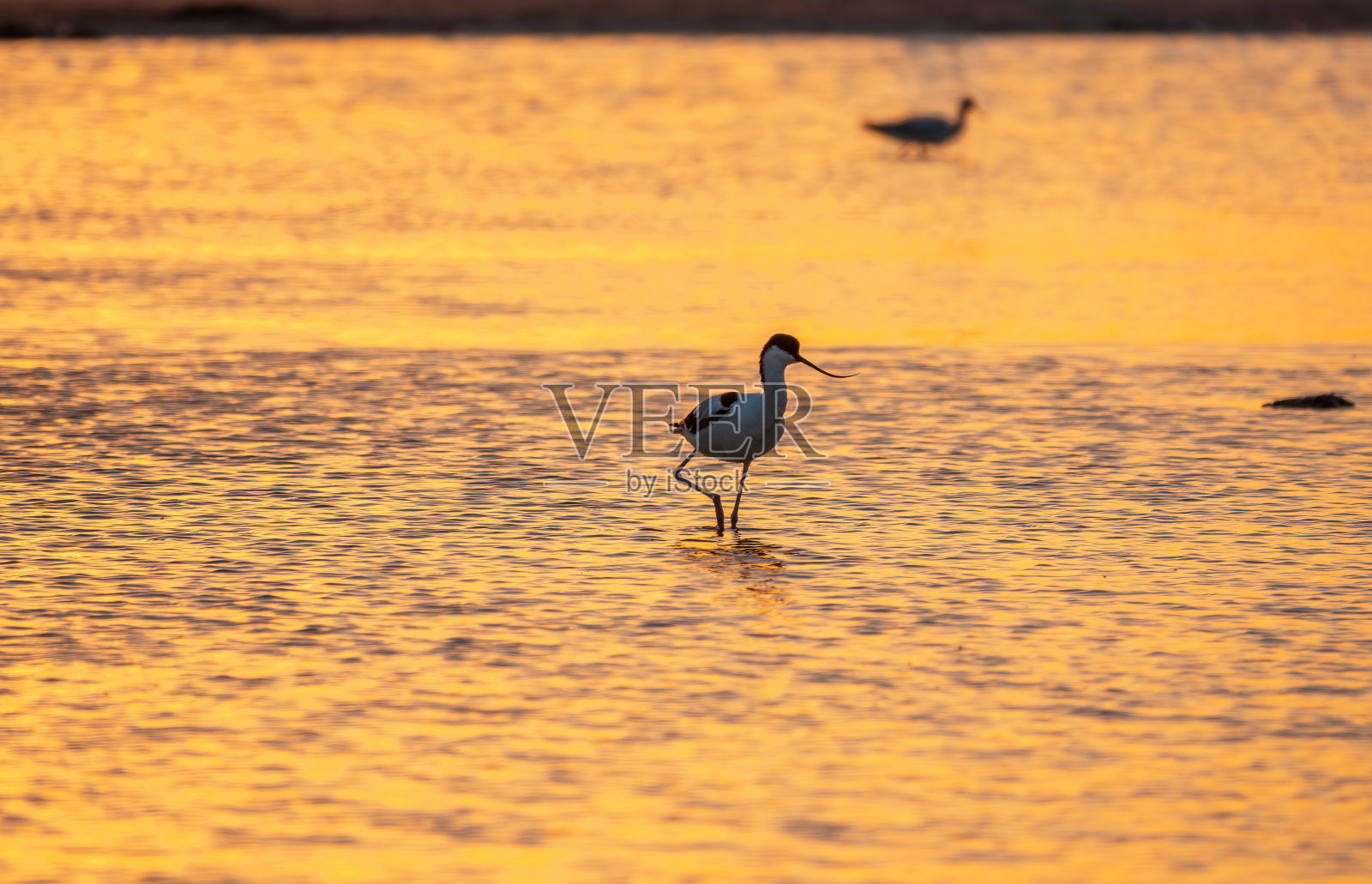 斑纹水鸟，斑纹水鸟，站在桔黄色夕阳的水中。彩衣鳄梨是一种黑白相间的大型涉禽，长着向上翘起的喙照片摄影图片