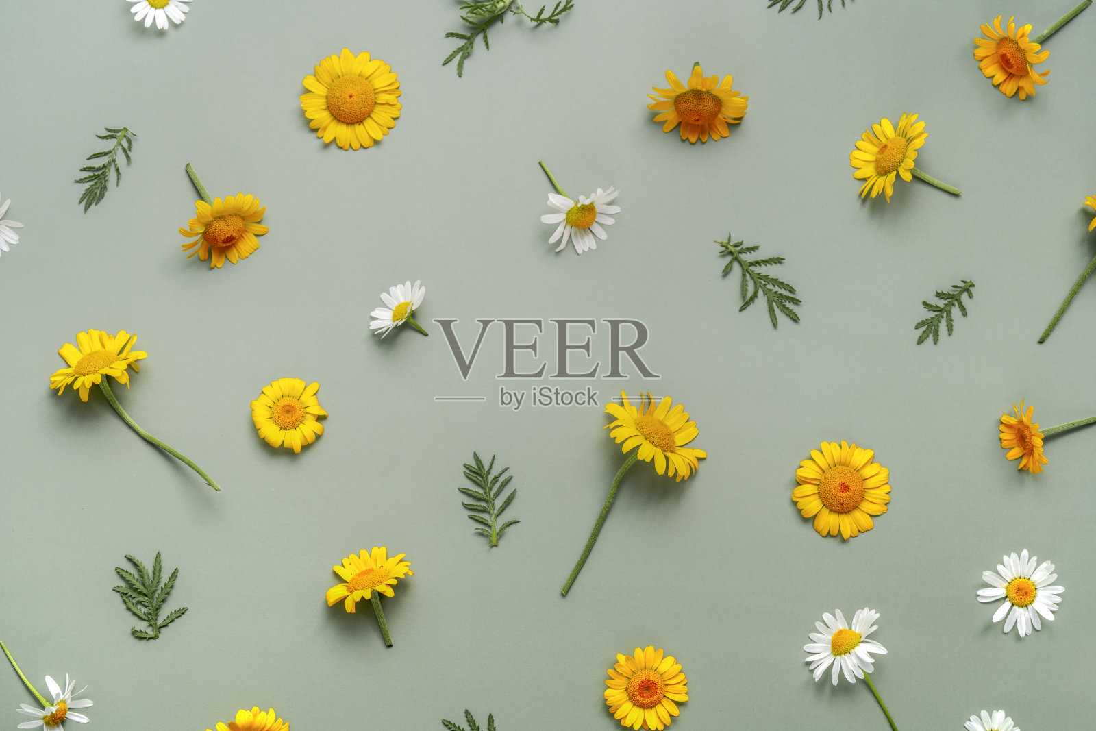 绿色背景与洋甘菊。野花。平层，俯视图。照片摄影图片