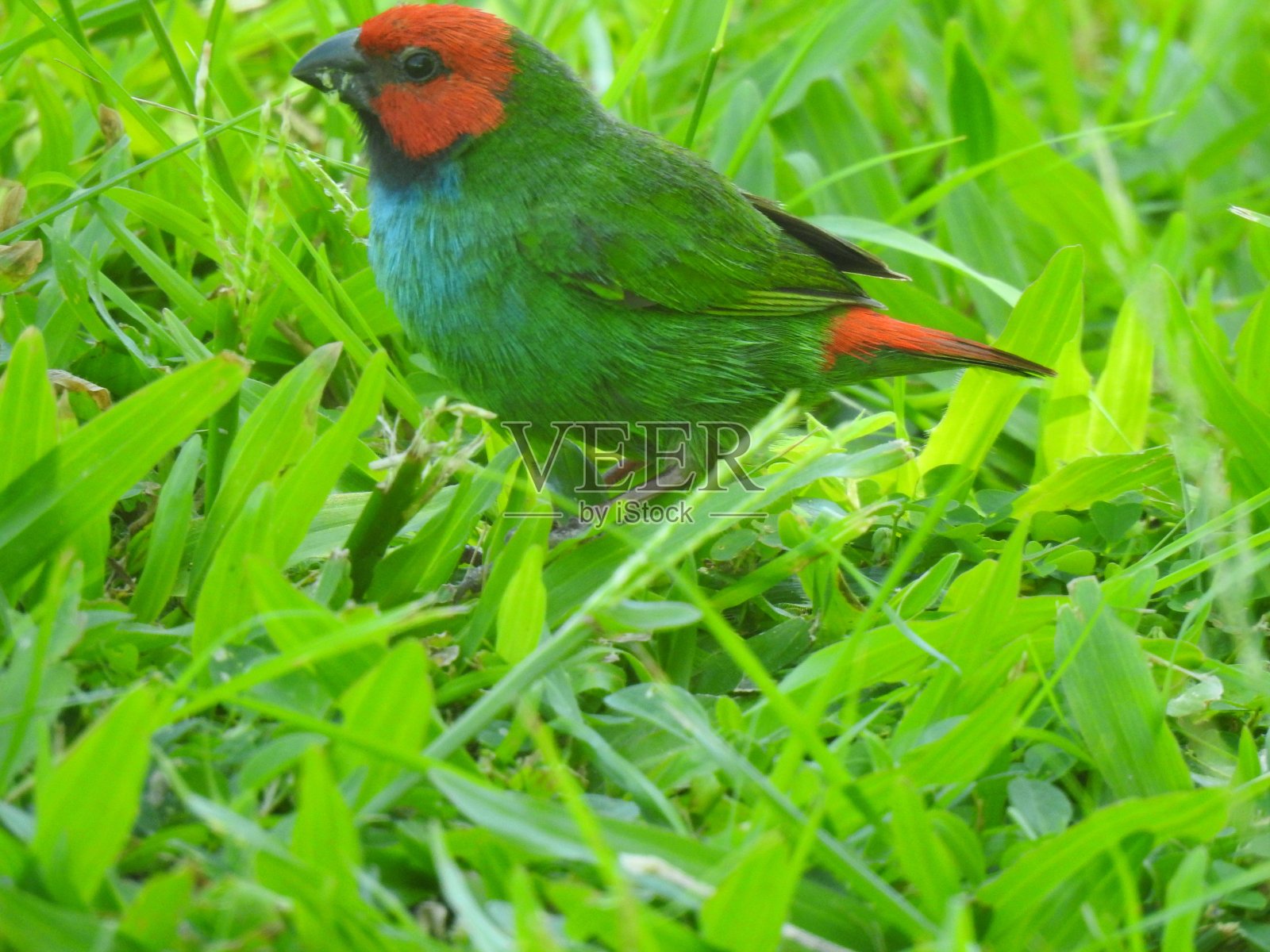 Brid在草照片摄影图片
