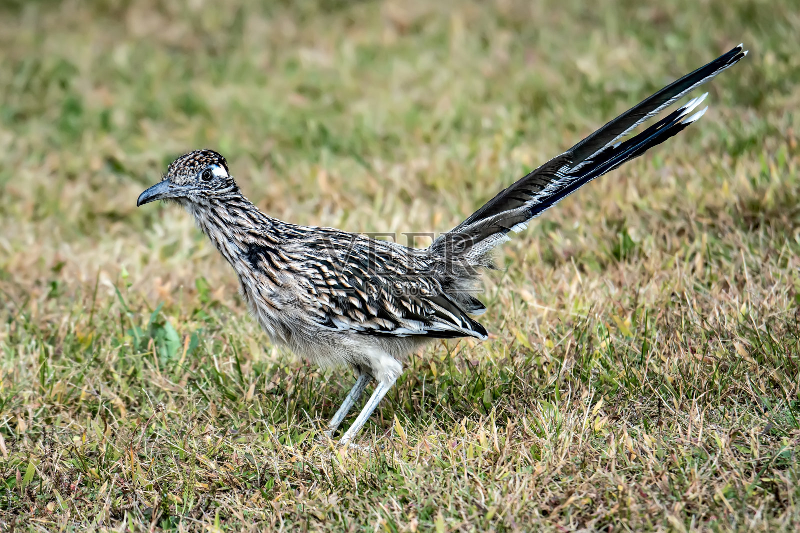 大走鹃照片摄影图片