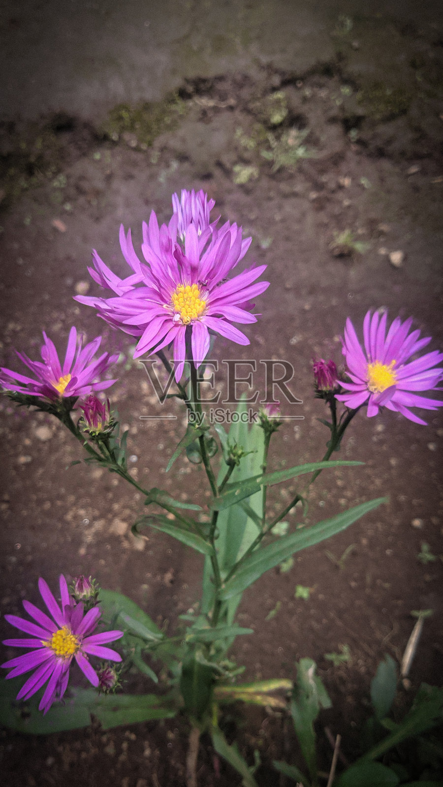 在合适的季节盛开的紫色雏菊照片摄影图片