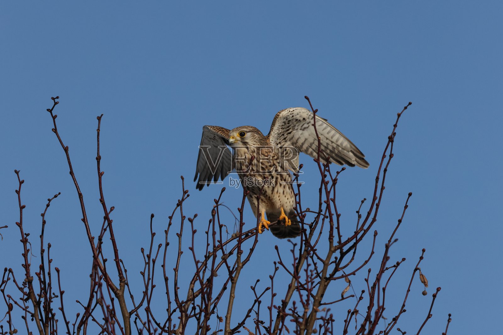 德国一种普通红隼(鹰嘴隼属)照片摄影图片