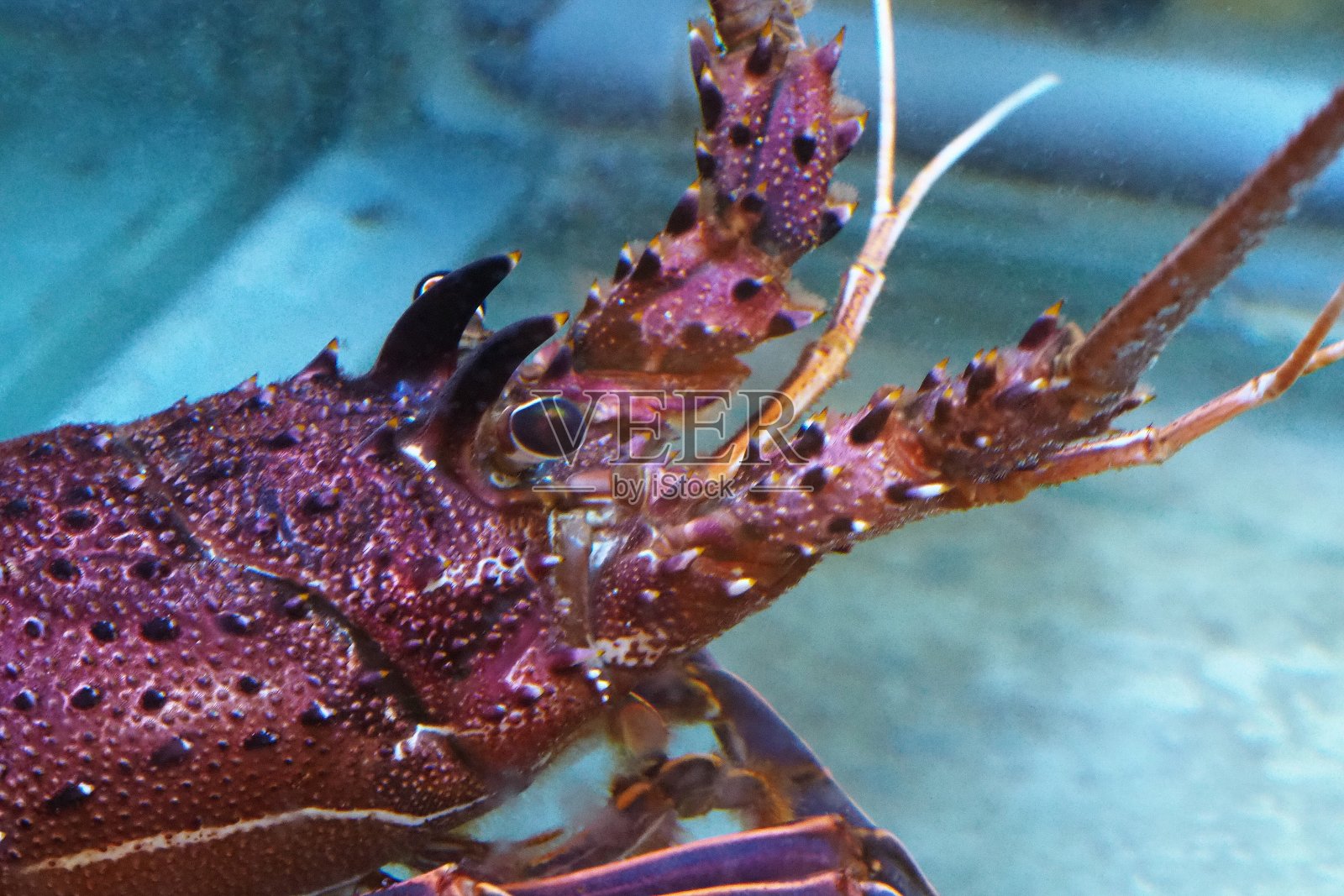 龙虾在坦克照片摄影图片