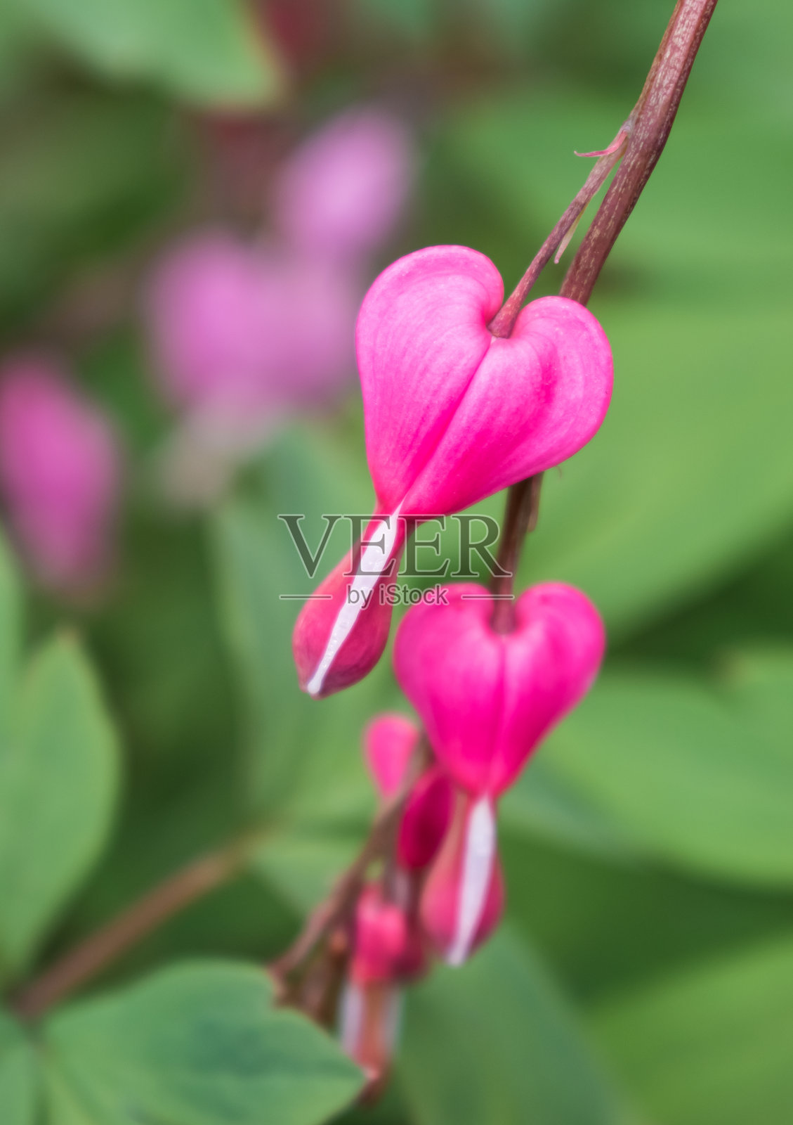 心形紫色花朵特写照片摄影图片