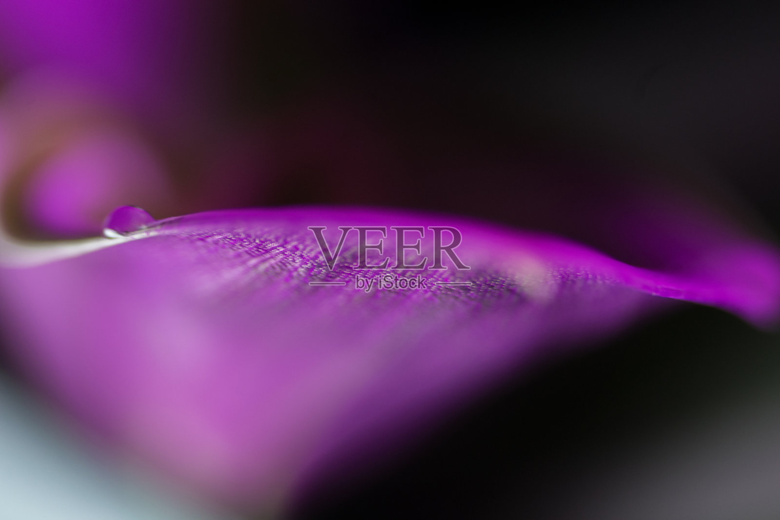 滴在紫丁香花宏观照片摄影图片