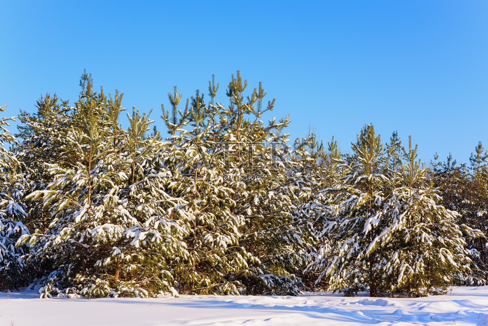 美丽的冬季松树林覆盖着雪照片摄影图片