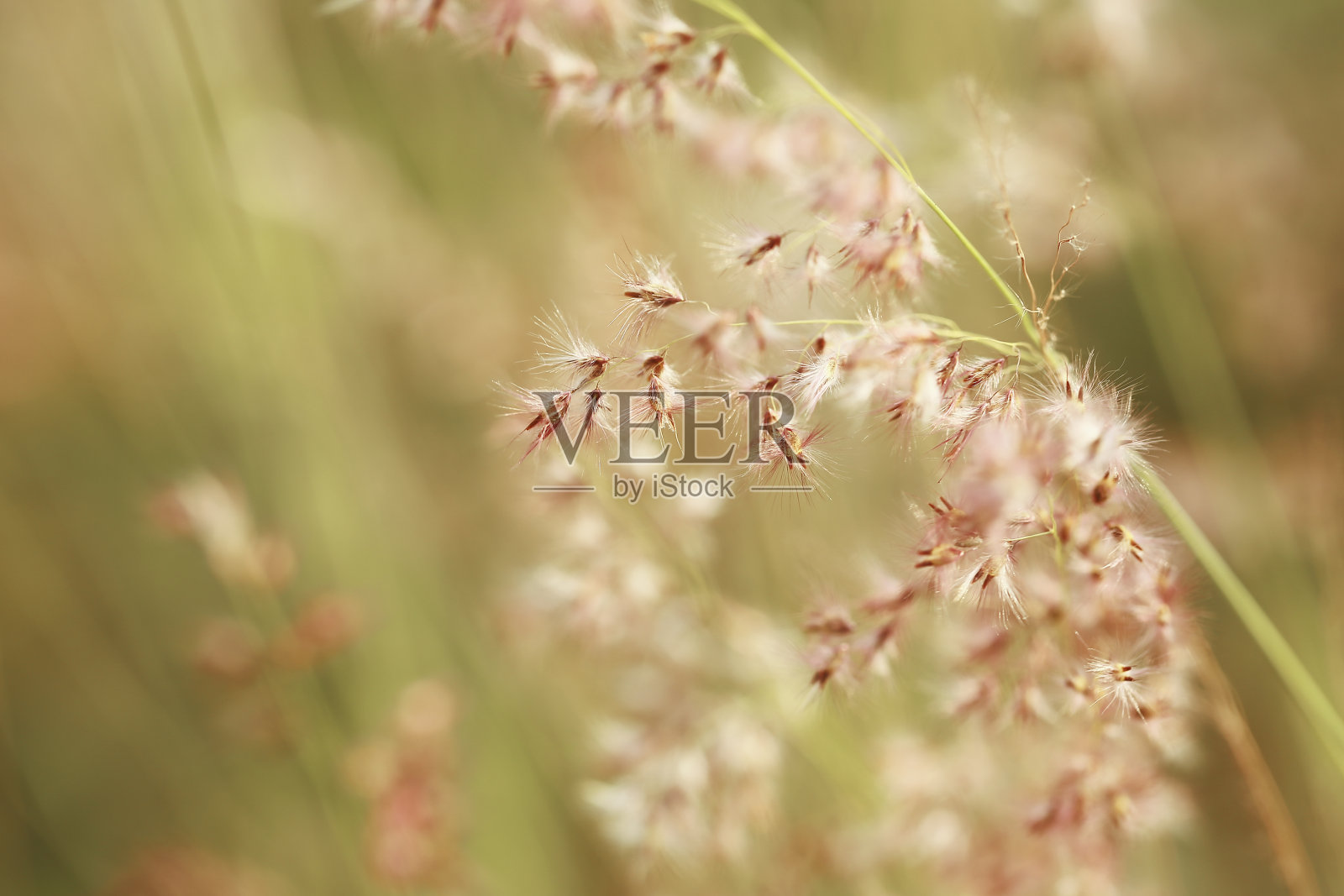 Melinis repens是一种通常被称为纳塔尔玫瑰草，纳塔尔红顶草，或简单的纳塔尔草的草。它原产于非洲南部。照片摄影图片