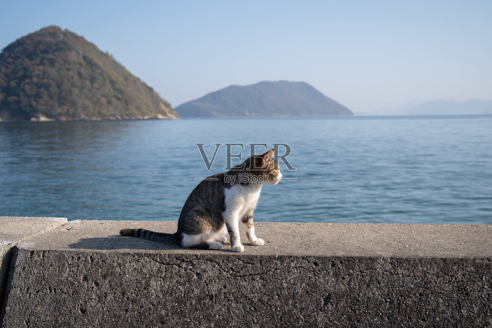 猫照片摄影图片