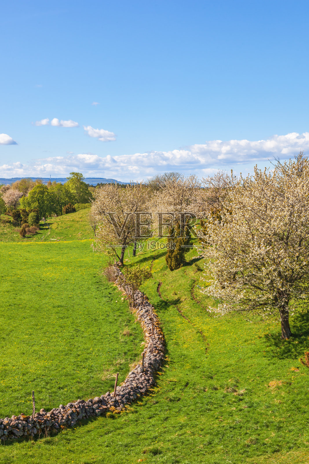 有樱花和石墙的乡村景观照片摄影图片
