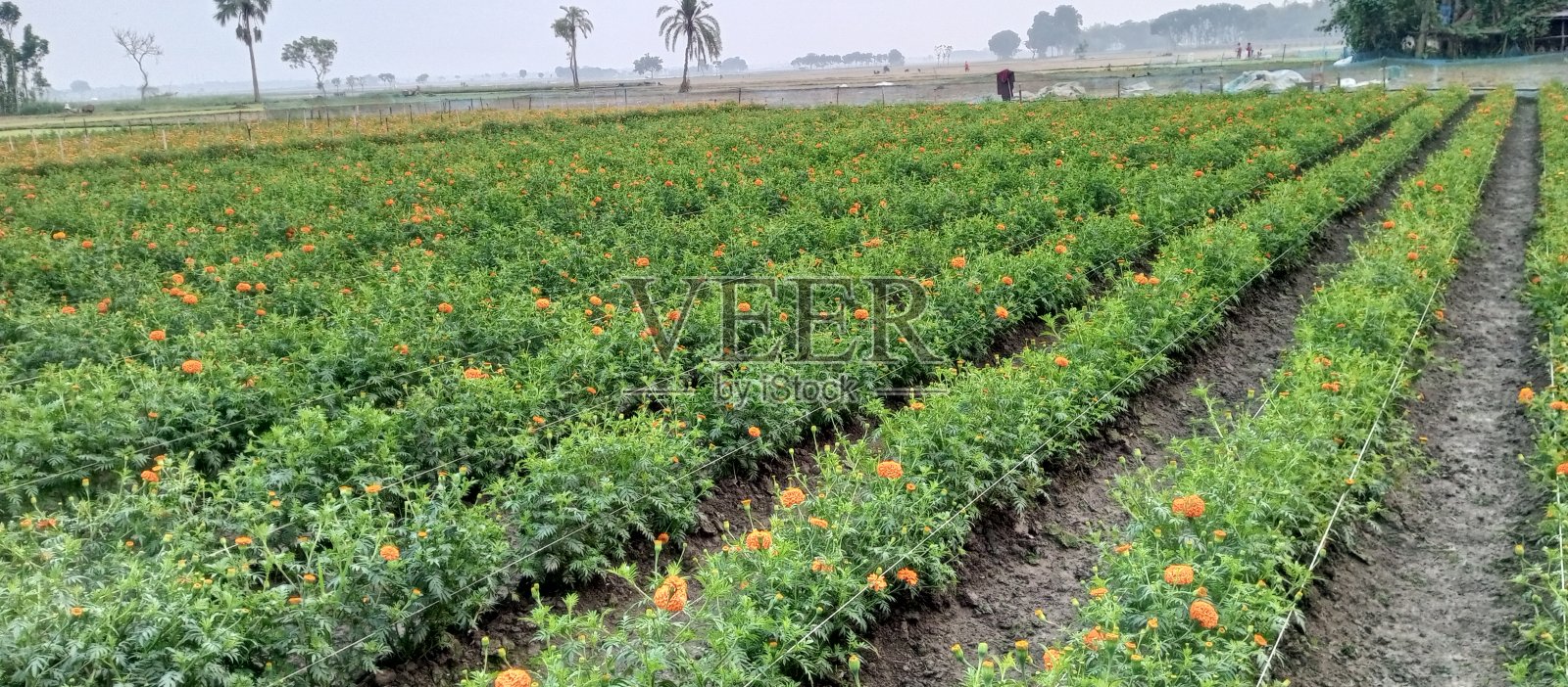 村子里有一个美丽的甘地花园照片摄影图片