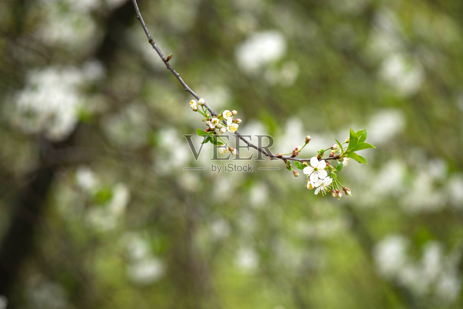 樱花枝(拉丁Prunus Cerasus)是蔷薇科李子属(Prunus)植物的一个亚属。在模糊的背景下，公园里开着白花的树枝照片摄影图片