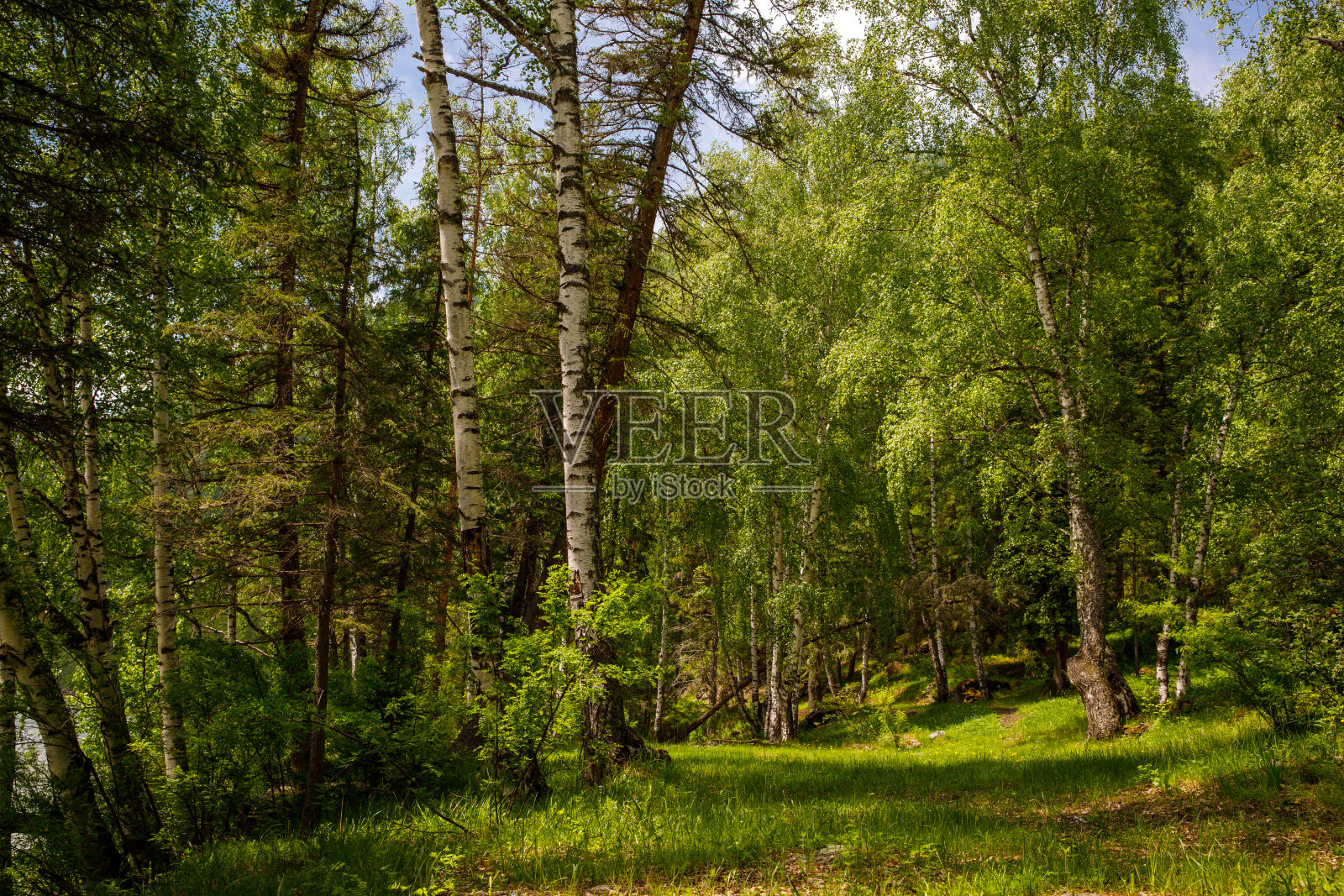在白俄罗斯松树和桦树的森林深处。在阳光明媚的夏日照片摄影图片
