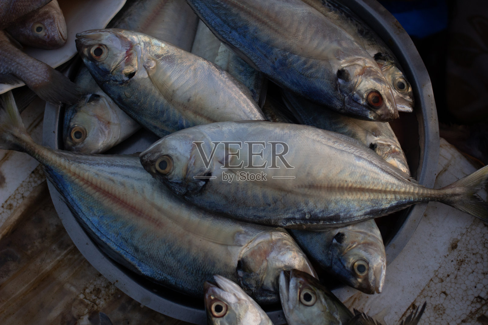 印度的鲭鱼或Bhangda, Ratnagiri，印度照片摄影图片