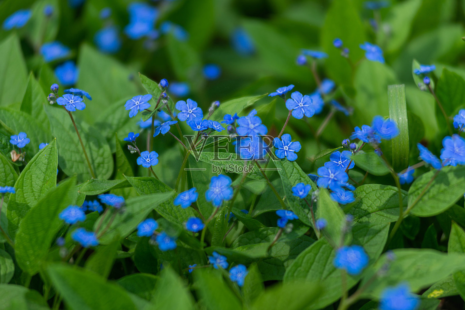 是琉璃苣科(琉璃苣科)草本植物的一个属。这种植物以瑞士植物学家和旅行家塞缪尔·布伦纳的名字命名照片摄影图片