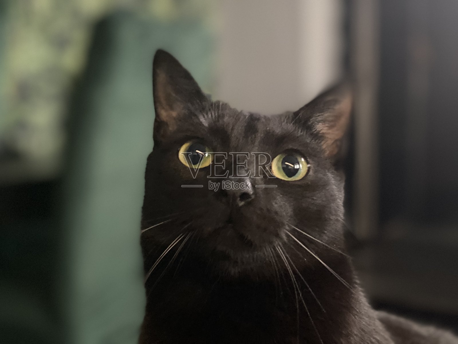 猫照片摄影图片